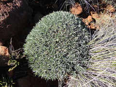 Euphorbia loricata