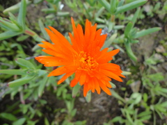 Lampranthus aureus