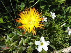 Cheiridopsis rostrata