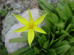 Empodium veratrifolium