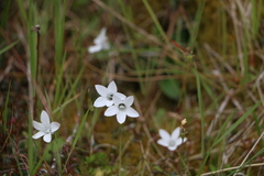 Wahlenbergia albomarginata