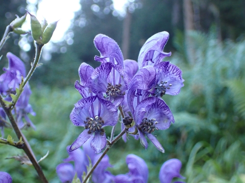 Image of Aconitum degenii by (c) Elias, some rights reserved (CC BY)