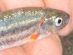 Hesperoleucus symmetricus