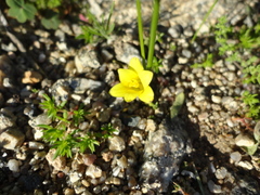 Romulea flava flava
