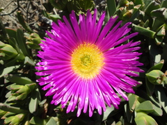 Carpobrotus quadrifidus