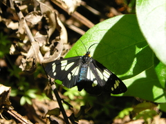 Gnophaela latipennis
