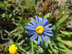 Felicia bergeriana