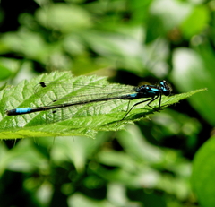 Zoniagrion exclamationis