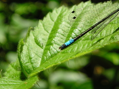 Zoniagrion exclamationis