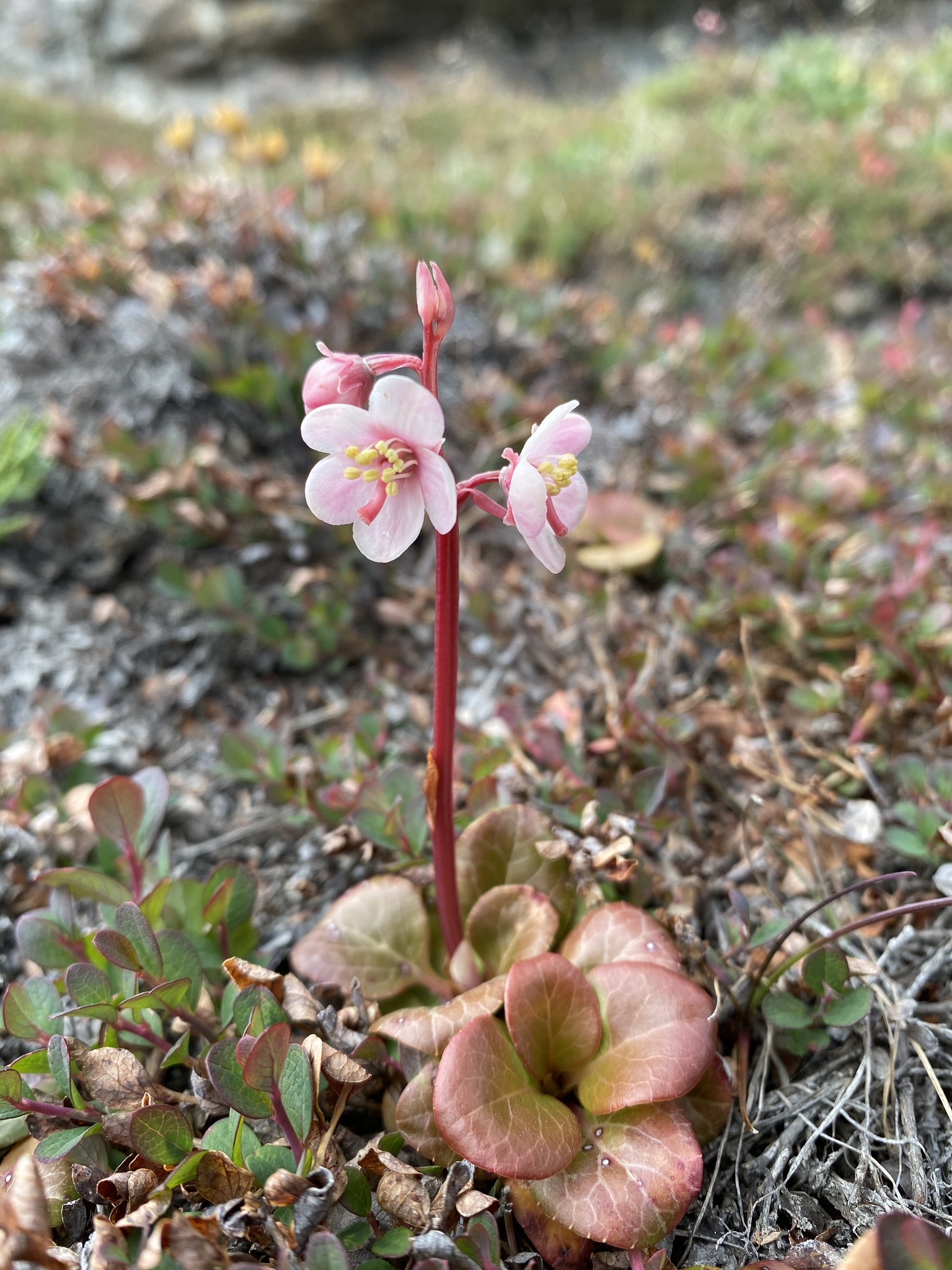 Pyrola