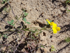 Crotalaria excisa excisa