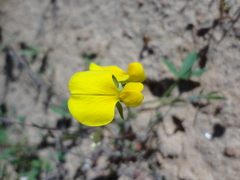 Crotalaria excisa excisa