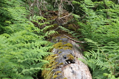 Acanthisitta chloris