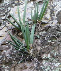 Trichocentrum cebolleta