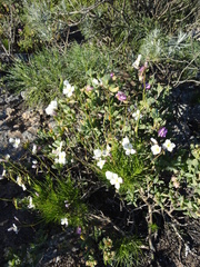 Heliophila carnosa