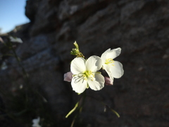 Heliophila carnosa