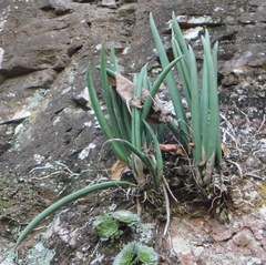Trichocentrum cebolleta