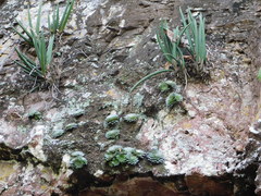 Trichocentrum cebolleta