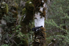 Petroica macrocephala