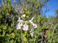 Stachys bolusii