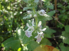 Stachys bolusii