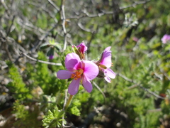 Pelargonium hirtum