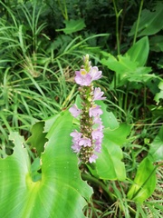Pontederia sagittata