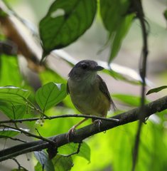 Malacocincla sepiaria