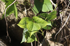 Pueraria montana lobata