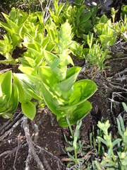 Satyrium odorum