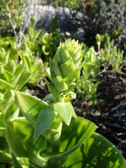 Satyrium odorum