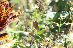 Euploea mulciber barsine
