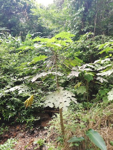 Vasconcellea cauliflora (Vasconcellea cauliflora)