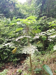 Vasconcellea cauliflora