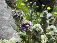 Pseudodictamnus africanus
