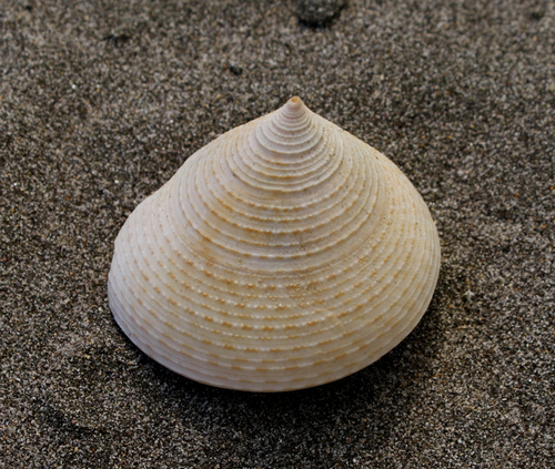 Genus Maurea · iNaturalist