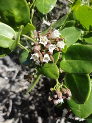 Cynanchum africanum