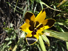 Hesperantha vaginata
