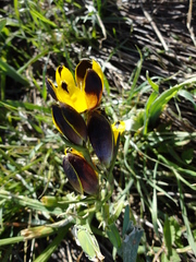 Hesperantha vaginata