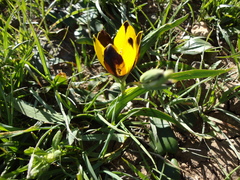 Hesperantha vaginata