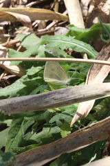 Pieris rapae crucivora