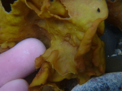 Aeodes nitidissima