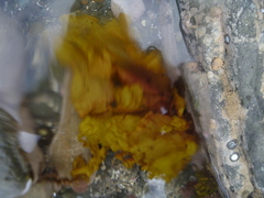 Aeodes nitidissima