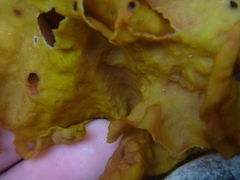 Aeodes nitidissima