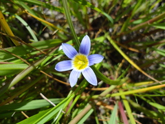 Romulea tabularis