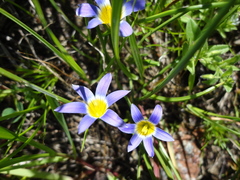 Romulea tabularis