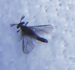 Strepsiptera