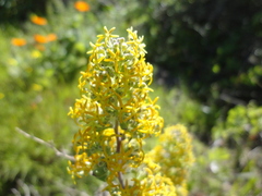 Lyperia