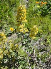Lyperia