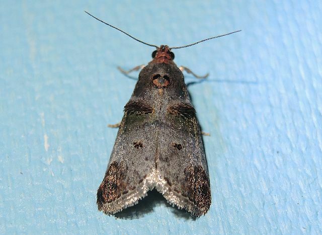 Orange-tufted Oneida Moth in August 2023 by privatenoaccess · iNaturalist